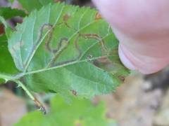 Stigmella villosella