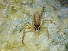 Spartaeus