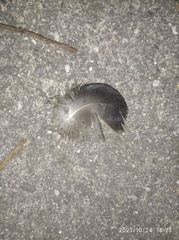 Coragyps atratus brasiliensis