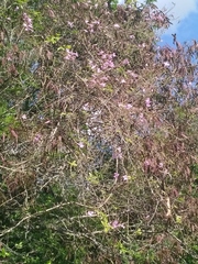 Tanaecium dichotomum