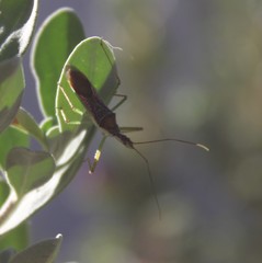 Hemiptera