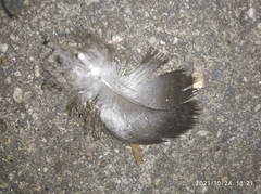 Coragyps atratus brasiliensis