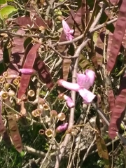 Tanaecium dichotomum
