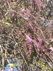 Tanaecium dichotomum