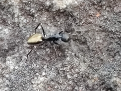 Dolichoderus clarki