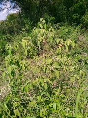 Croton lachnostachyus