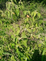 Croton lachnostachyus