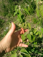Croton lachnostachyus