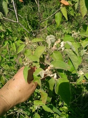 Croton lachnostachyus