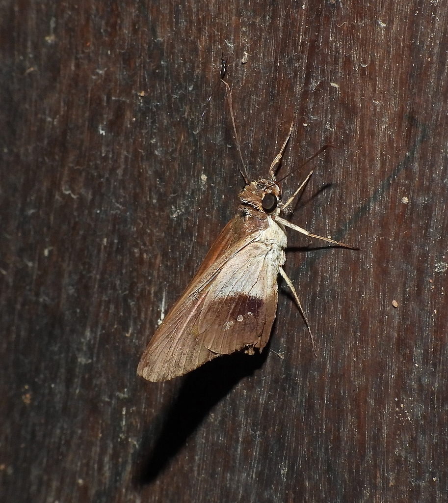 Saliana salona