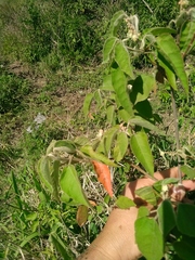 Croton lachnostachyus