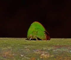 Cymbomorpha