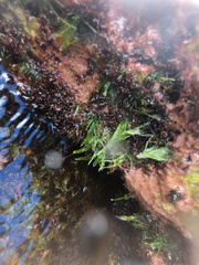 Chaetomorpha antennina