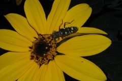 Ochraethes sulphurifer