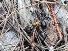 Polyrhachis semiaurata
