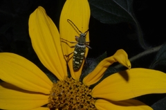 Ochraethes sulphurifer