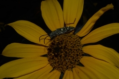 Ochraethes sulphurifer