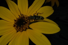 Ochraethes sulphurifer