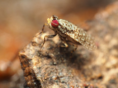 Traginops irroratus