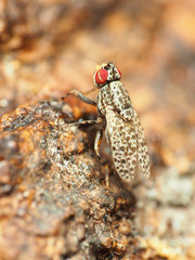 Traginops irroratus
