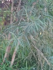Sapium haematospermum
