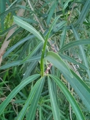 Sapium haematospermum