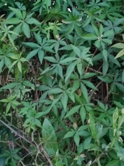 Ipomoea cairica