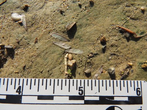 Western Subterranean Termite photo 5