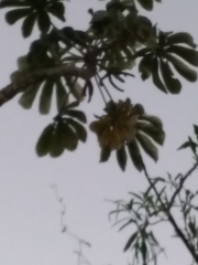 Cecropia pachystachya