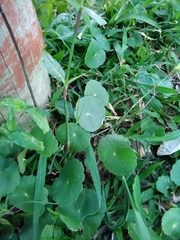 Hydrocotyle bonariensis