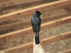 Knipolegus lophotes