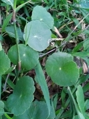 Hydrocotyle bonariensis