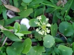 Hydrocotyle bonariensis
