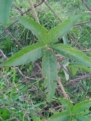 Cissus palmata