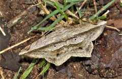 Chiasmia rectistriaria