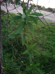 Cissus palmata