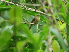 Sporophila corvina