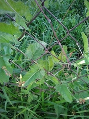 Convolvulus crenatifolius