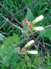 Convolvulus crenatifolius