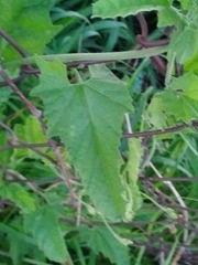 Convolvulus crenatifolius