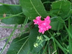 Glandularia peruviana