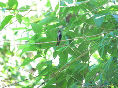 Stephanoxis loddigesii