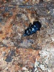 Sphaeroderus