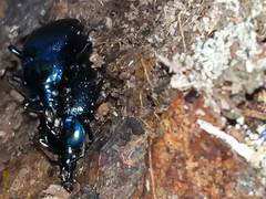 Sphaeroderus