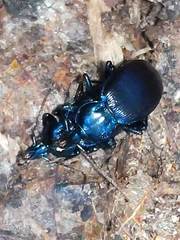 Sphaeroderus