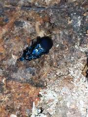 Sphaeroderus