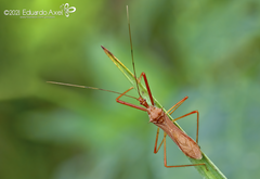 Ricolla quadrispinosa