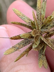 Cyperus flavescens