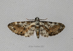 Eupithecia lactibasis