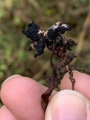 Sphacelotheca polygoni-serrulati